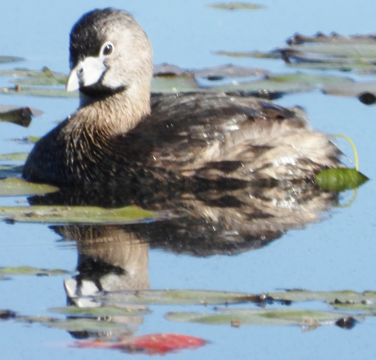 Pied-billed Grebe - alan murray