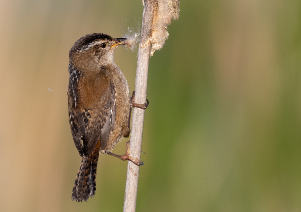 Marsh Wren - Hervé Daubard