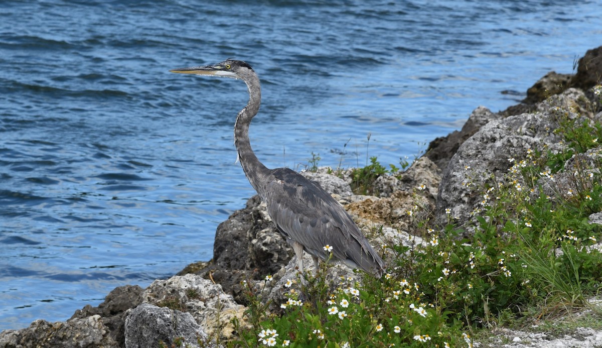 Great Blue Heron - Stewart Reed