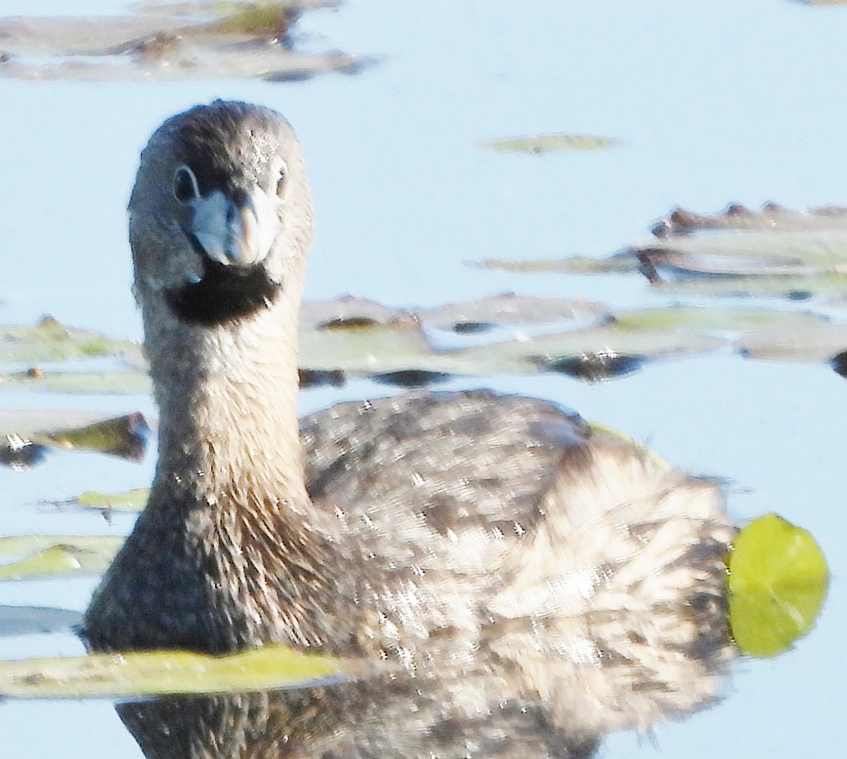 Pied-billed Grebe - alan murray