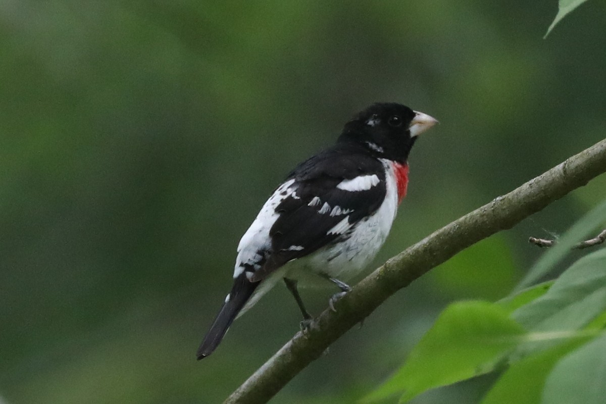 Rose-breasted Grosbeak - Diana Cook