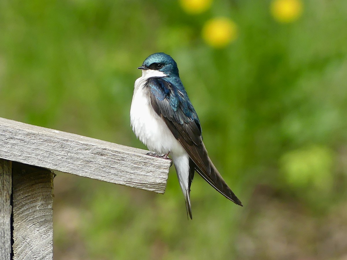 Tree Swallow - Peder Stenslie