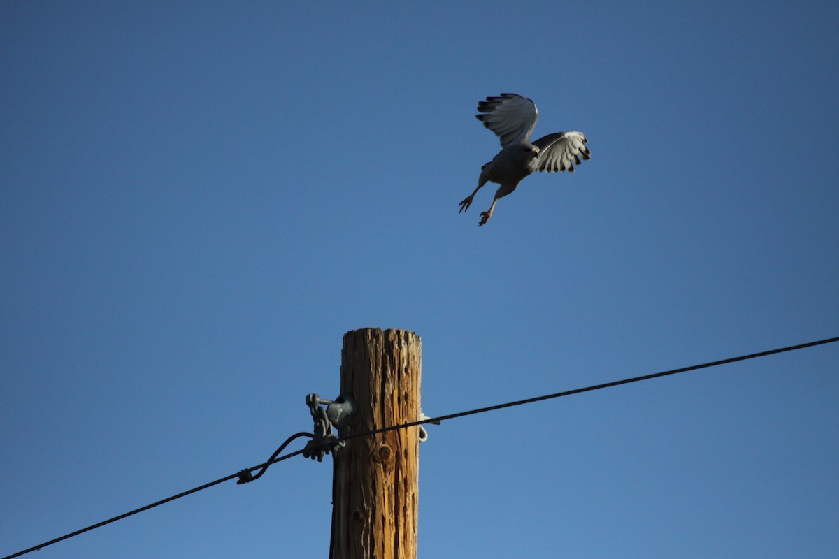 Gray Hawk - Guy David