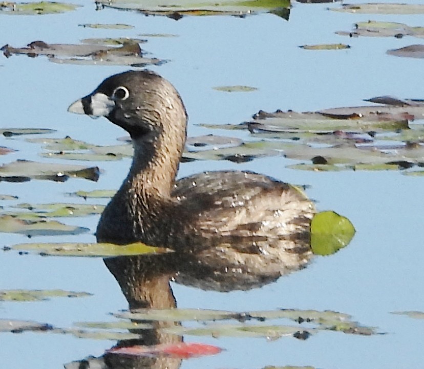 Pied-billed Grebe - alan murray