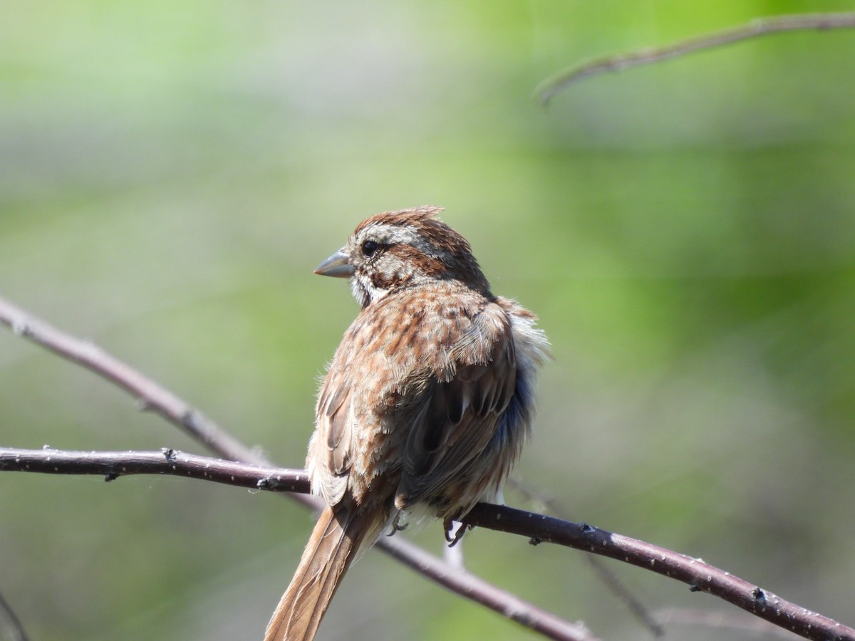 Song Sparrow - Annik Paquet