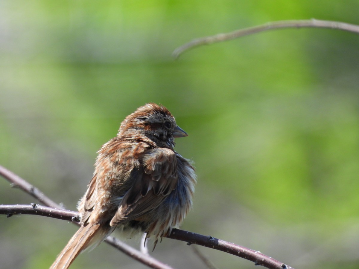 Song Sparrow - Annik Paquet