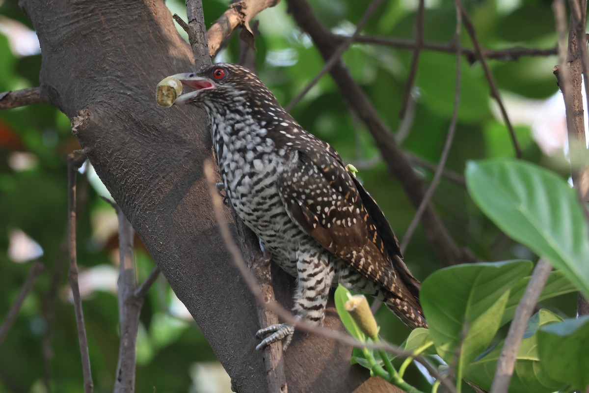 Asian Koel - Ayan Kanti Chakraborty