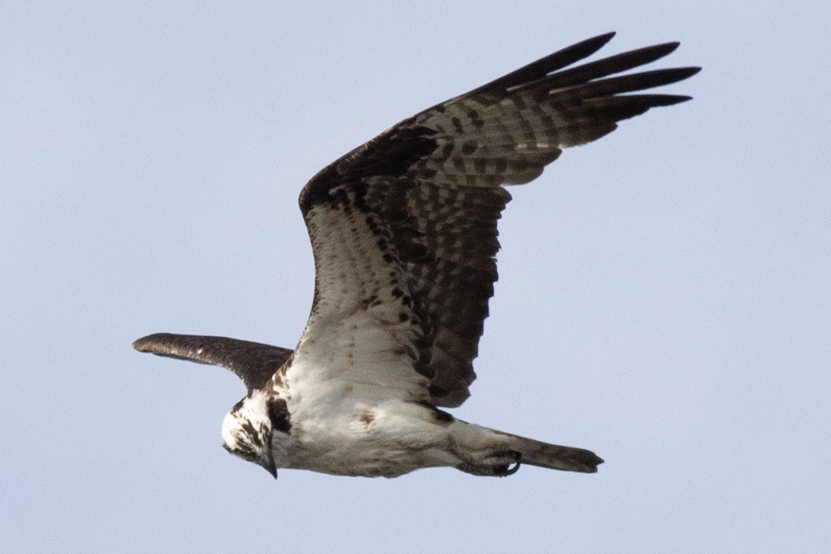 Osprey (carolinensis) - David Brown