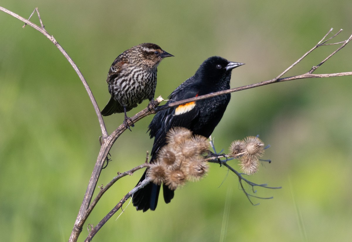 Red-winged Blackbird - Hervé Daubard