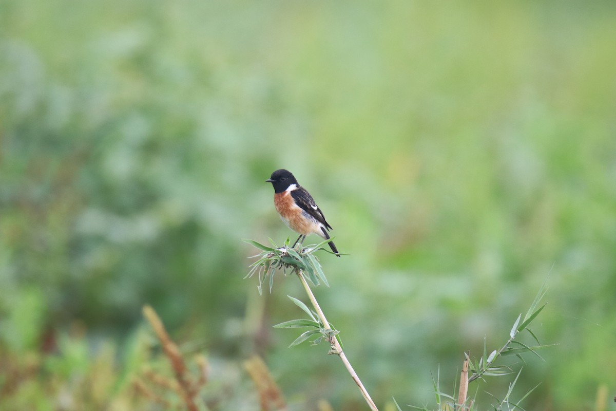 Siberian Stonechat - Praveen H N