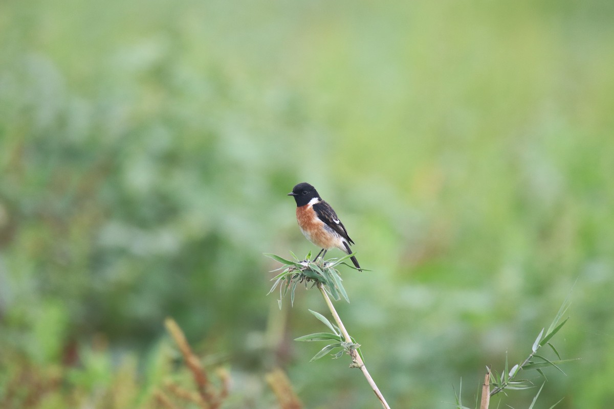 Siberian Stonechat - Praveen H N