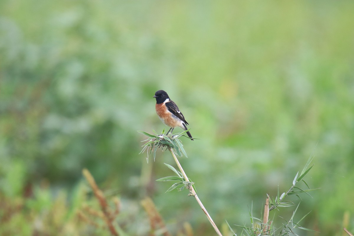 Siberian Stonechat - Praveen H N