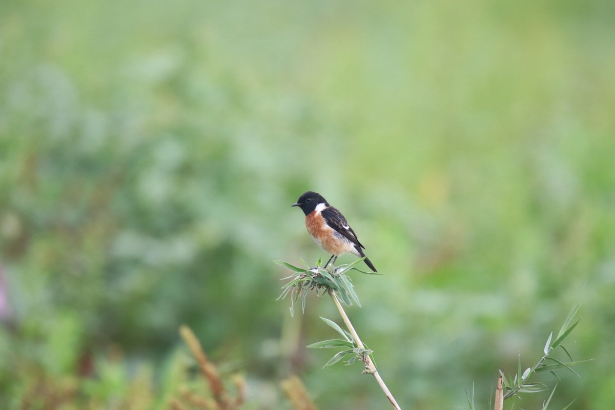 Siberian Stonechat - Praveen H N