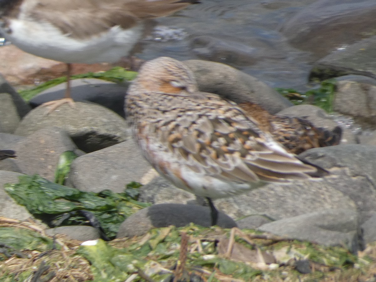 Sanderling - Mike Tuer