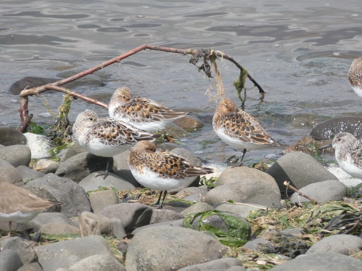 Sanderling - Mike Tuer