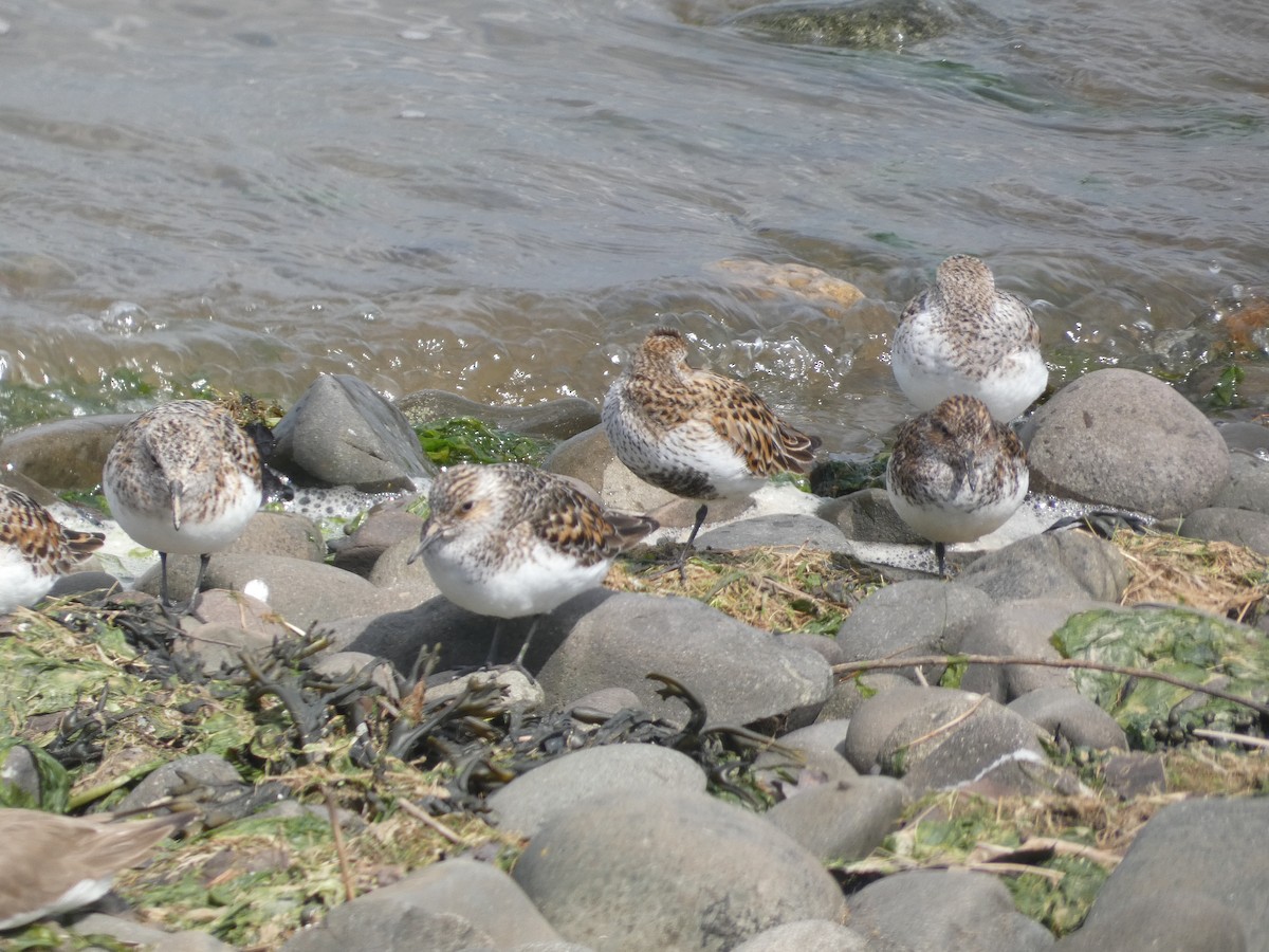 Sanderling - Mike Tuer