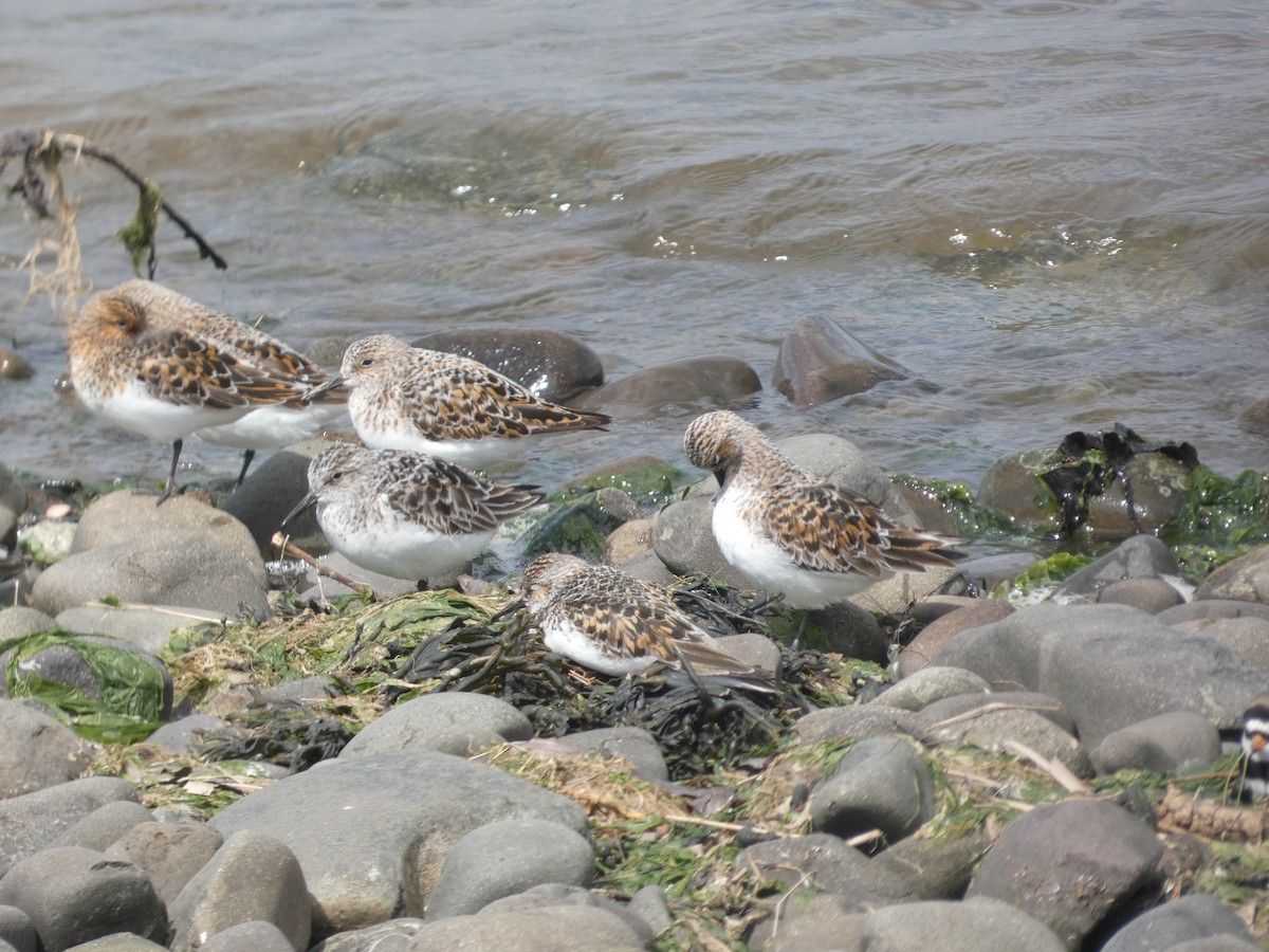 Sanderling - Mike Tuer