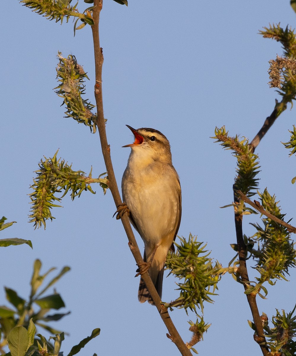 Sedge Warbler - Hans Bucht