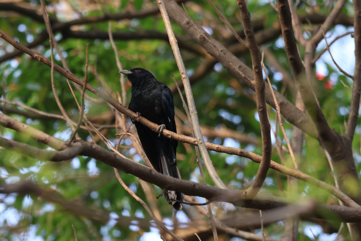 Asian Koel - Ayan Kanti Chakraborty