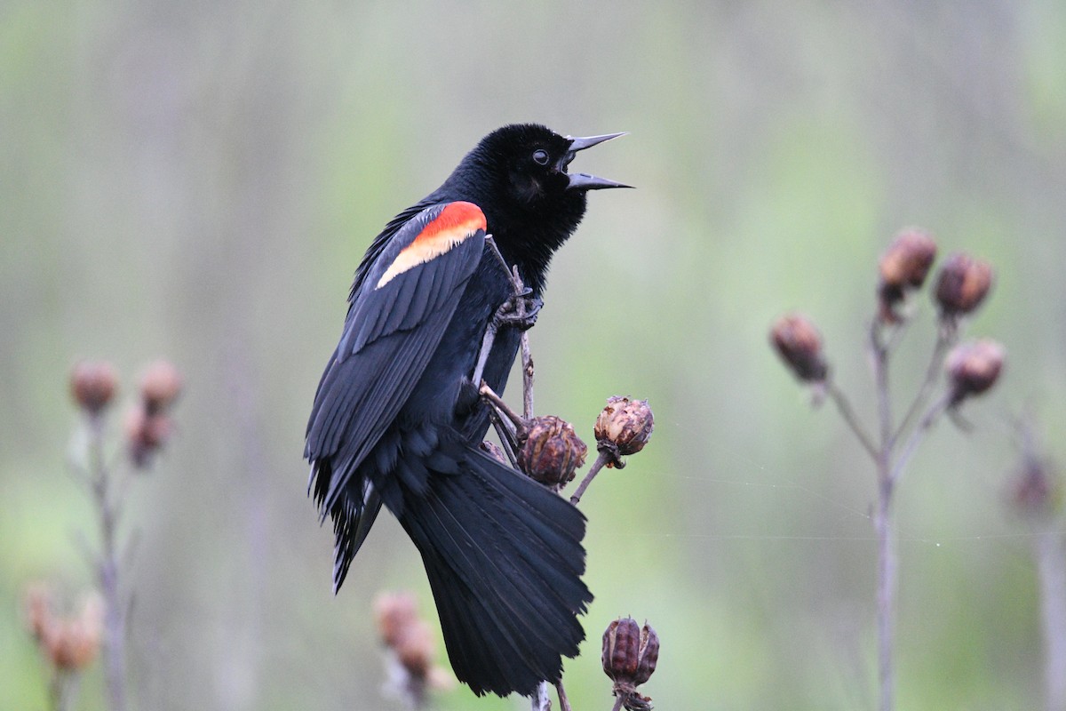 Red-winged Blackbird - Kevin Roback