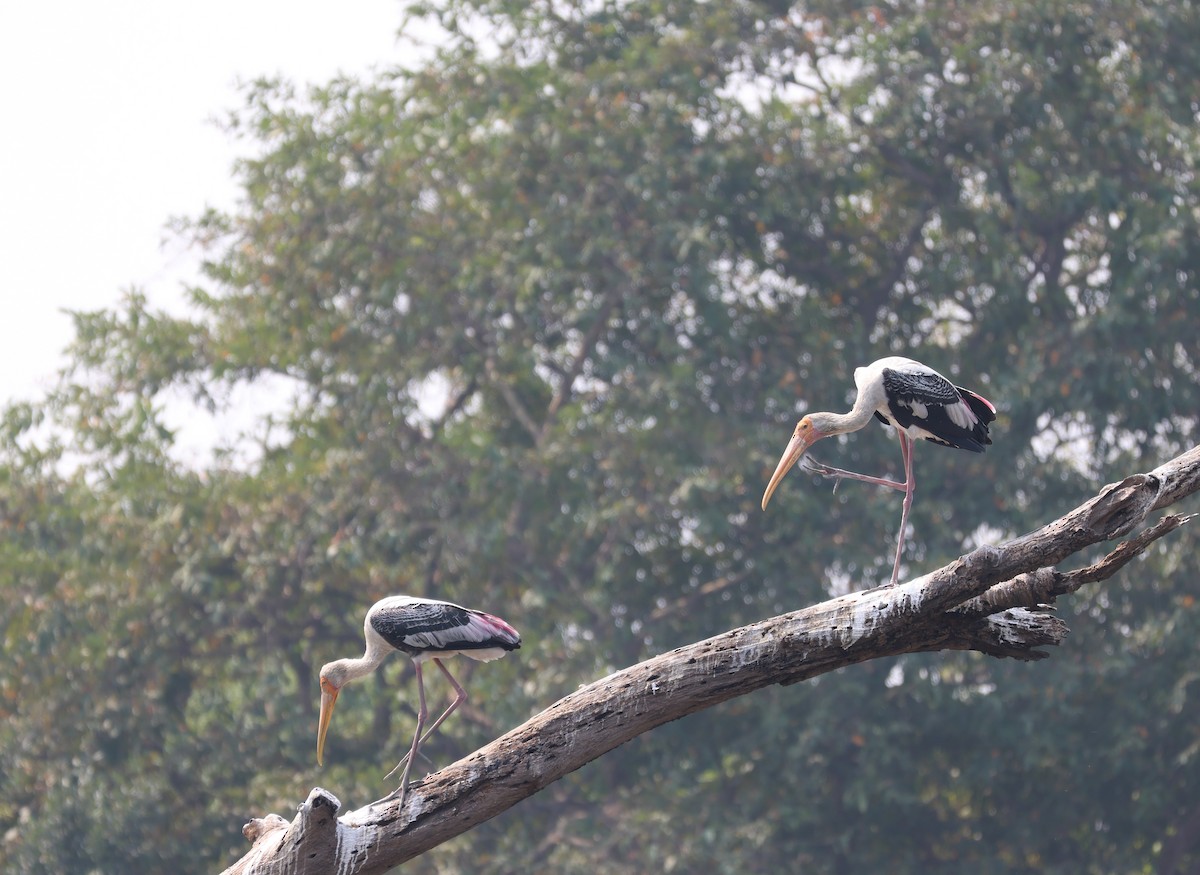 Painted Stork - Ayan Kanti Chakraborty