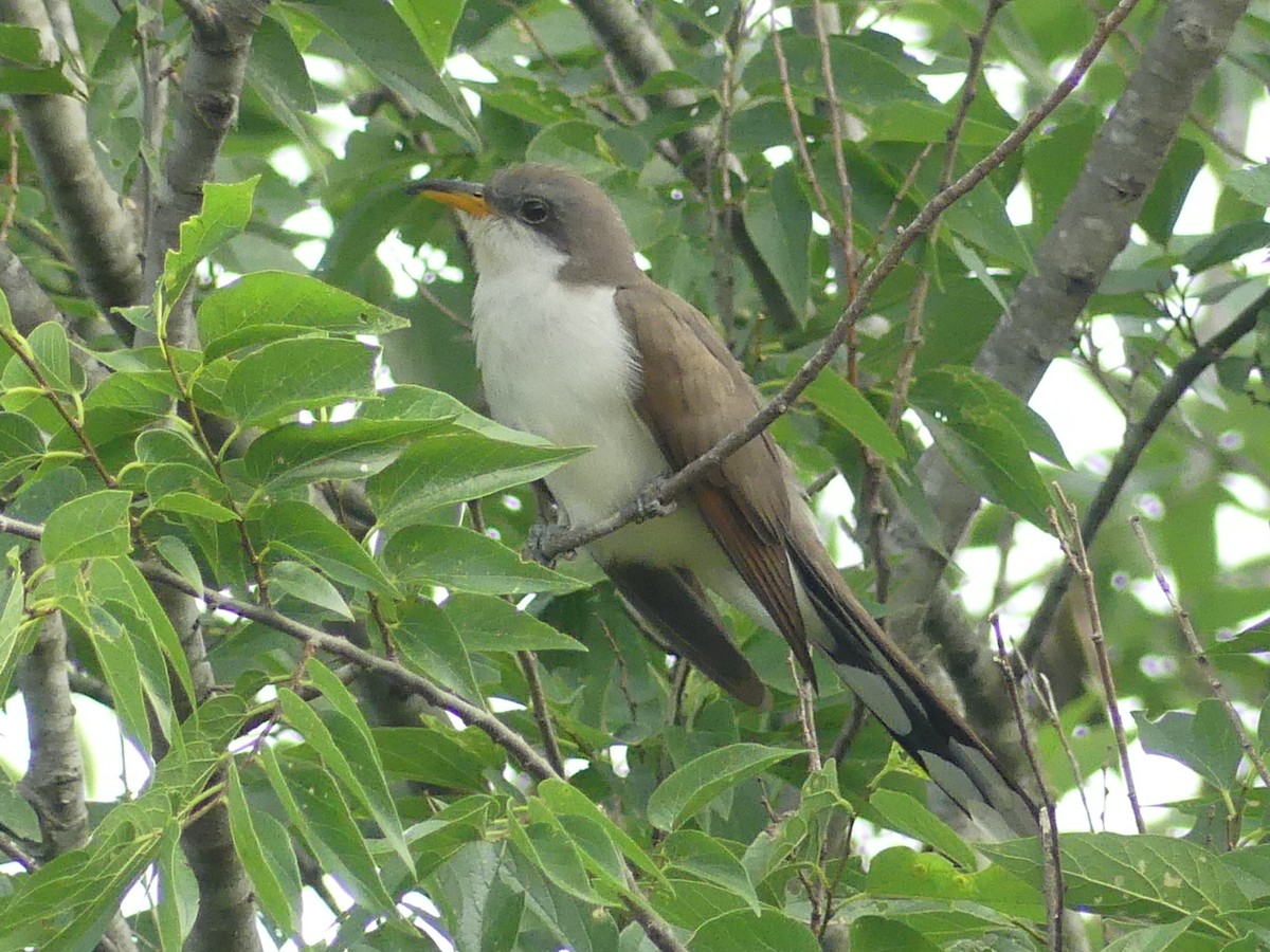 Yellow-billed Cuckoo - Rebecca Merrill