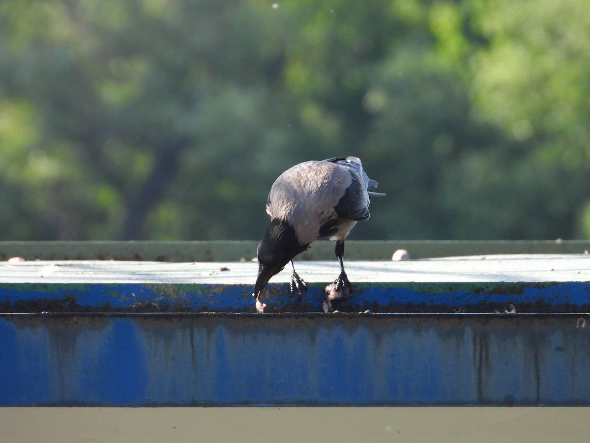 Hooded Crow - Danka Jaksic