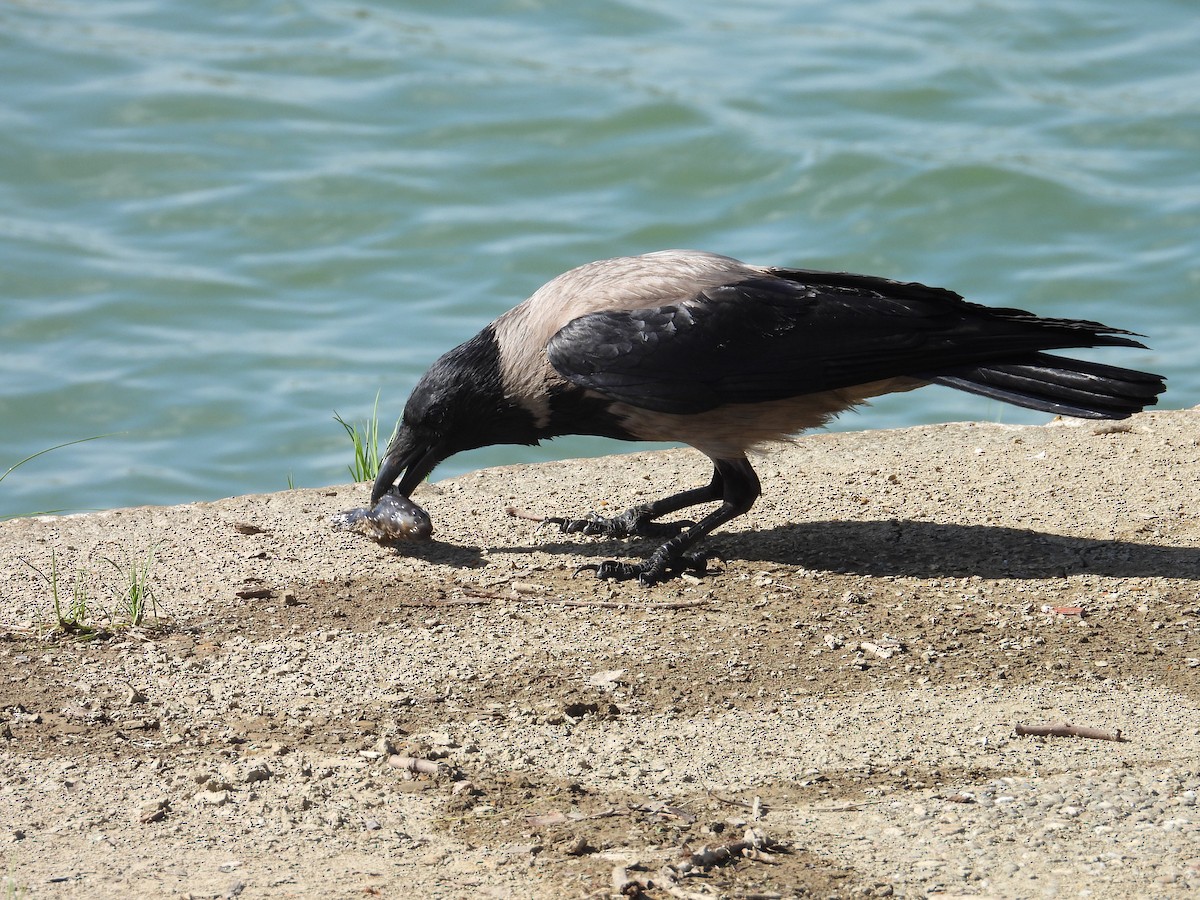 Hooded Crow - Danka Jaksic