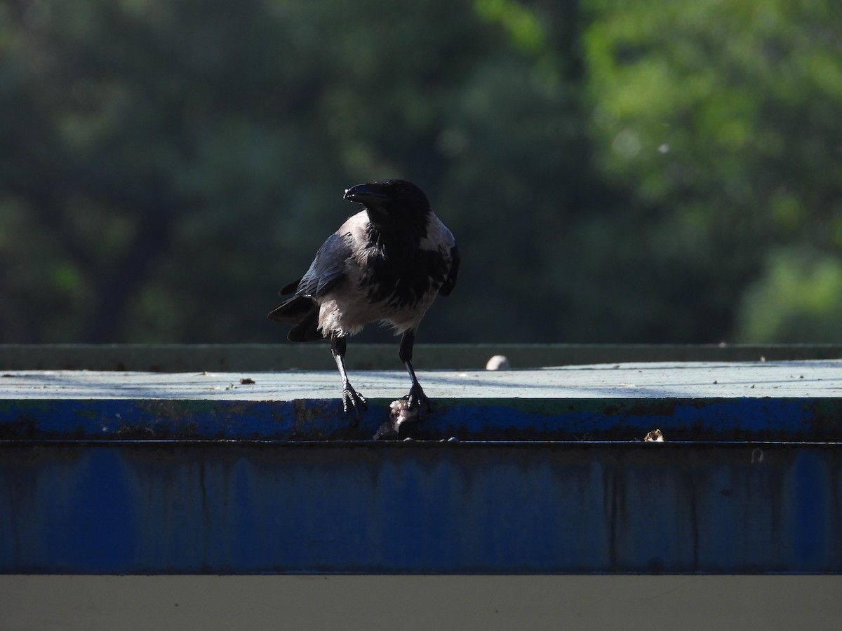 Hooded Crow - Danka Jaksic