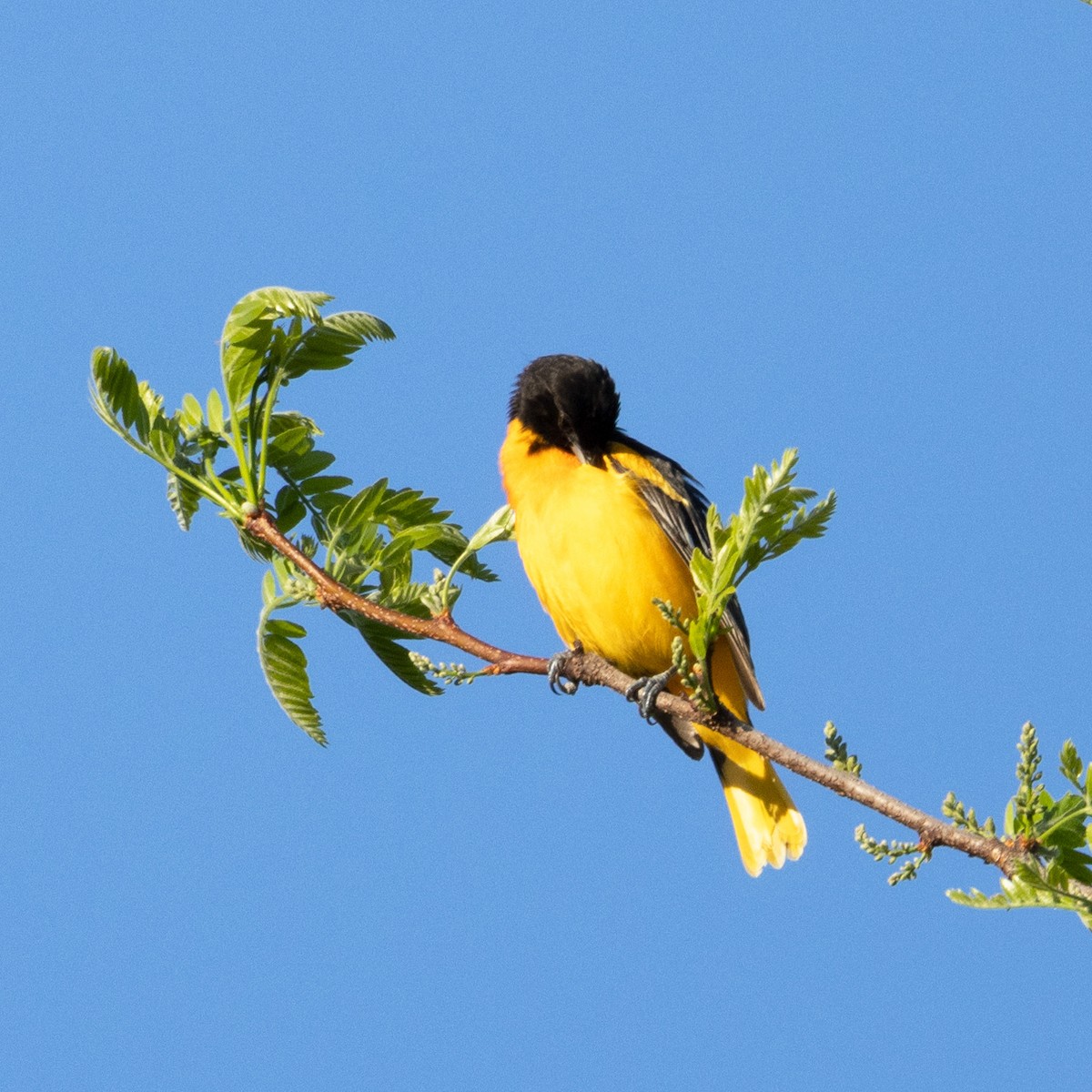 Baltimore Oriole - Mary McKitrick