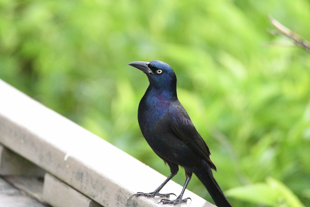 Common Grackle - Kevin Roback