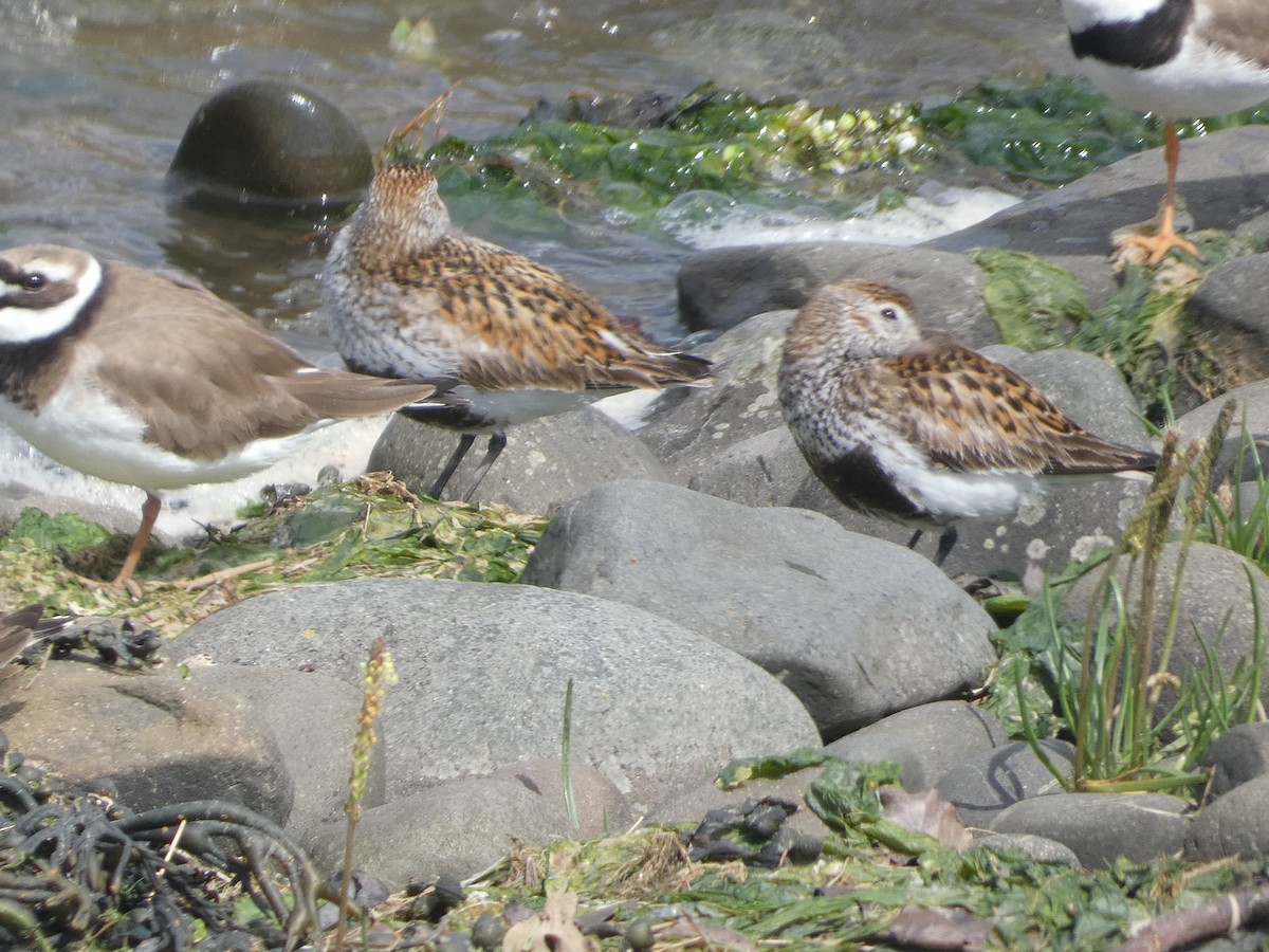 Dunlin - Mike Tuer