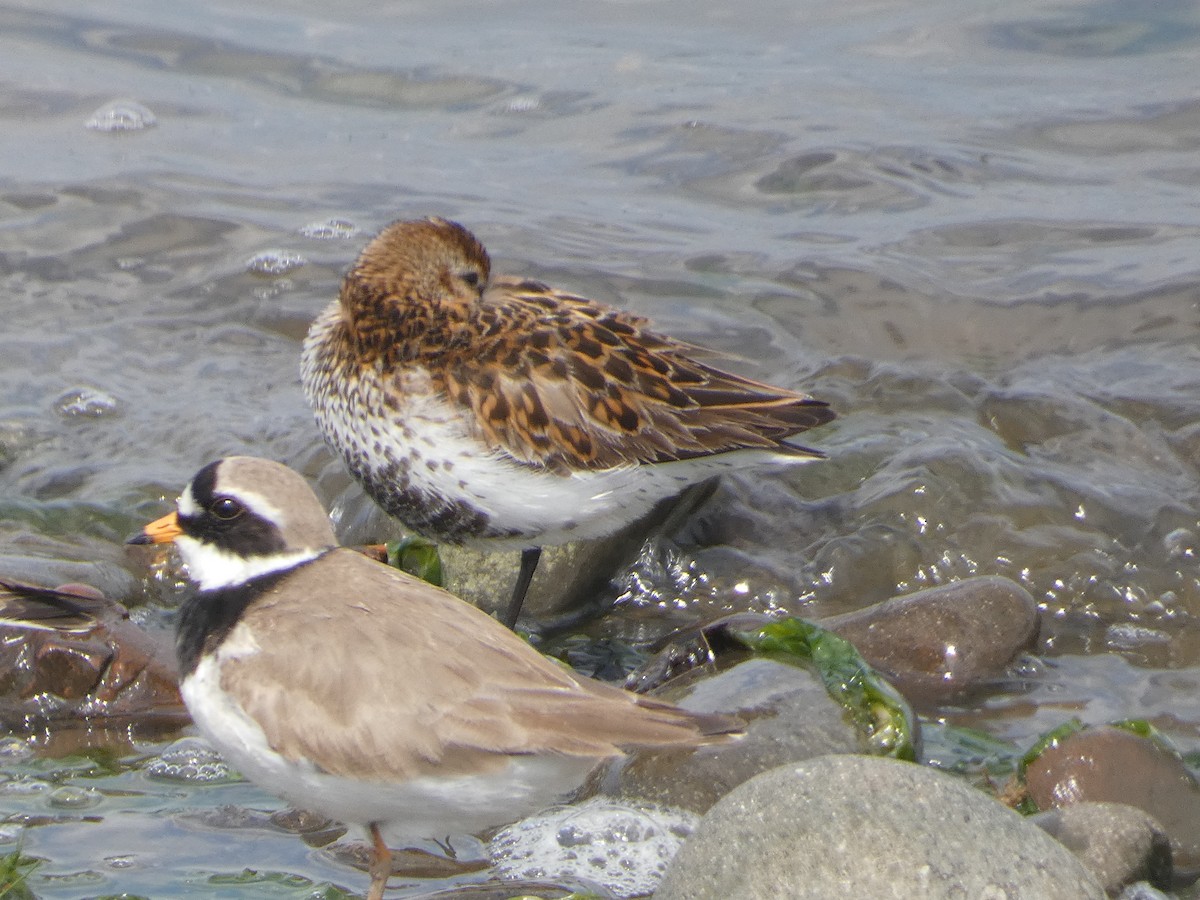 Dunlin - Mike Tuer