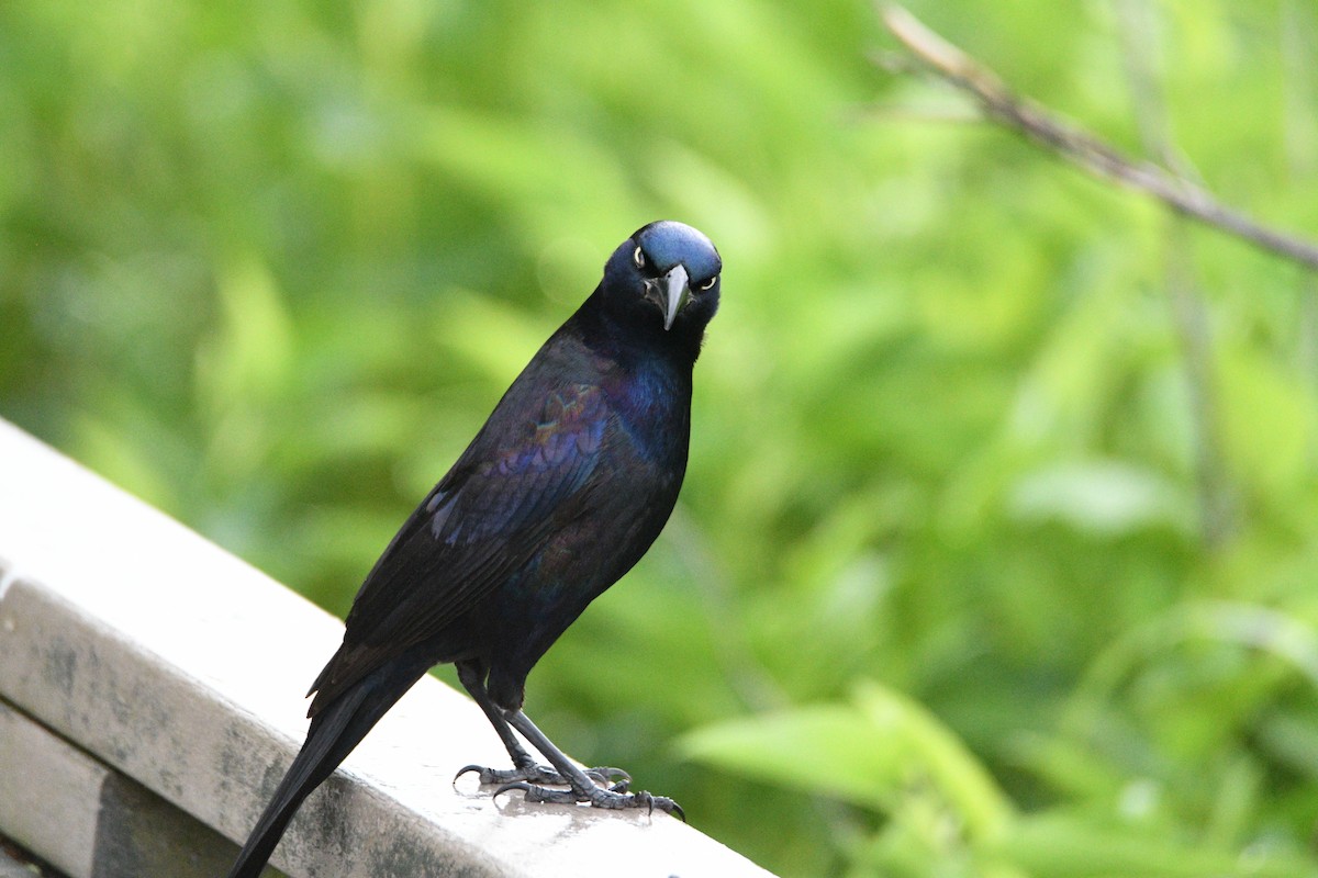 Common Grackle - Kevin Roback