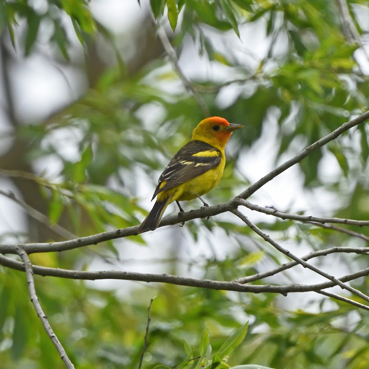 Western Tanager - Steven Lospalluto