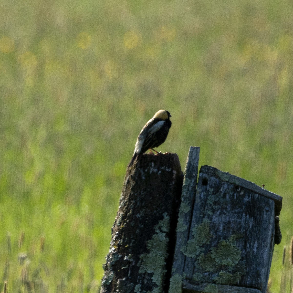 Bobolink - Mary McKitrick