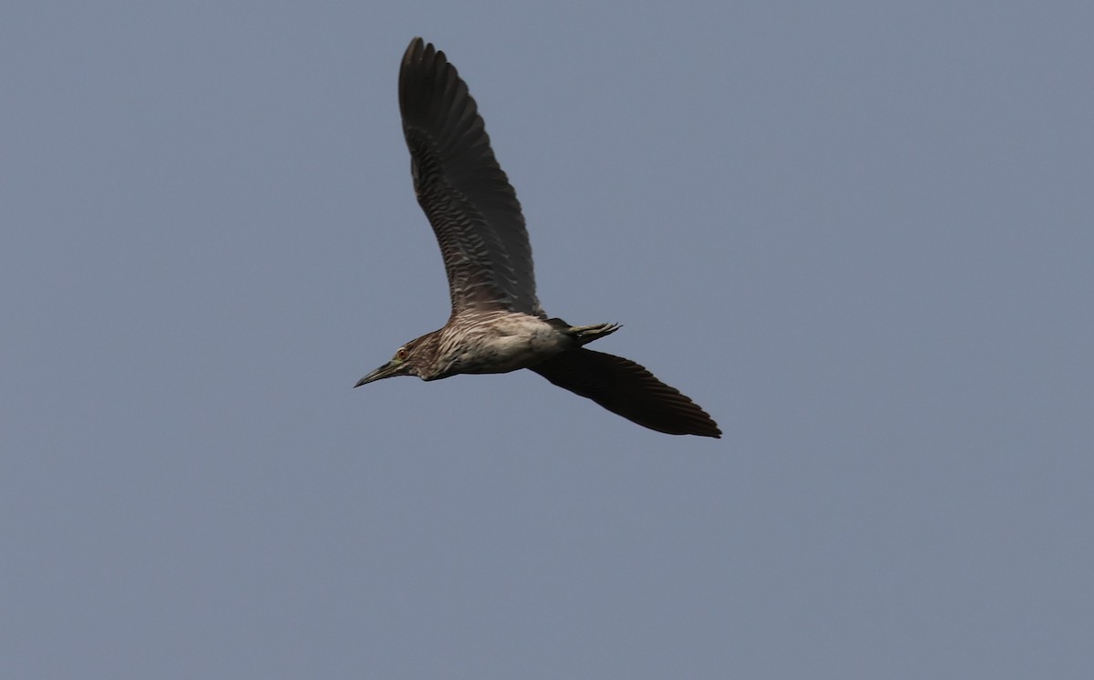 Black-crowned Night Heron - Ayan Kanti Chakraborty