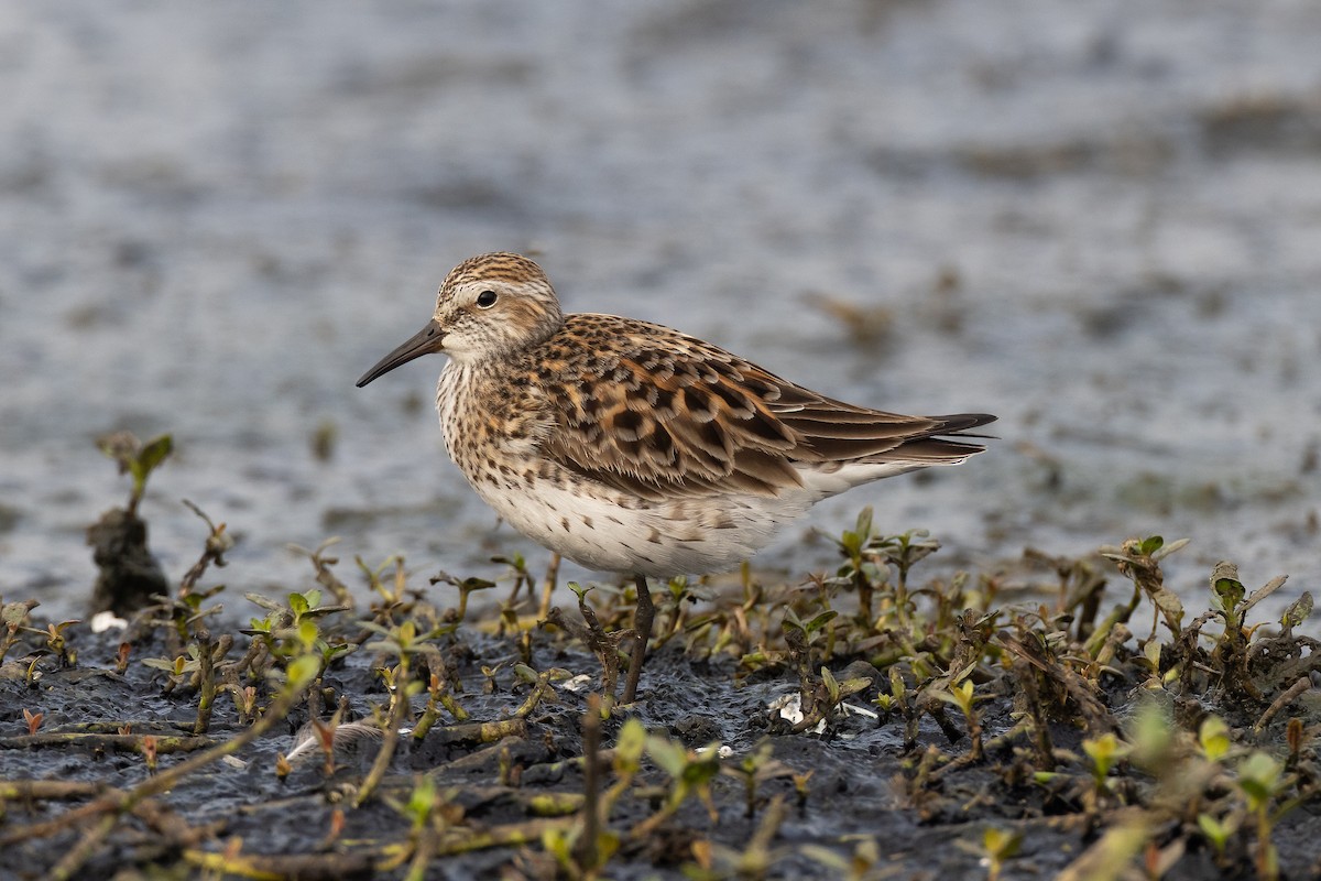 White-rumped Sandpiper - David Read