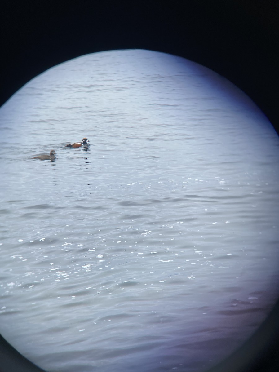 Harlequin Duck - Will Babb