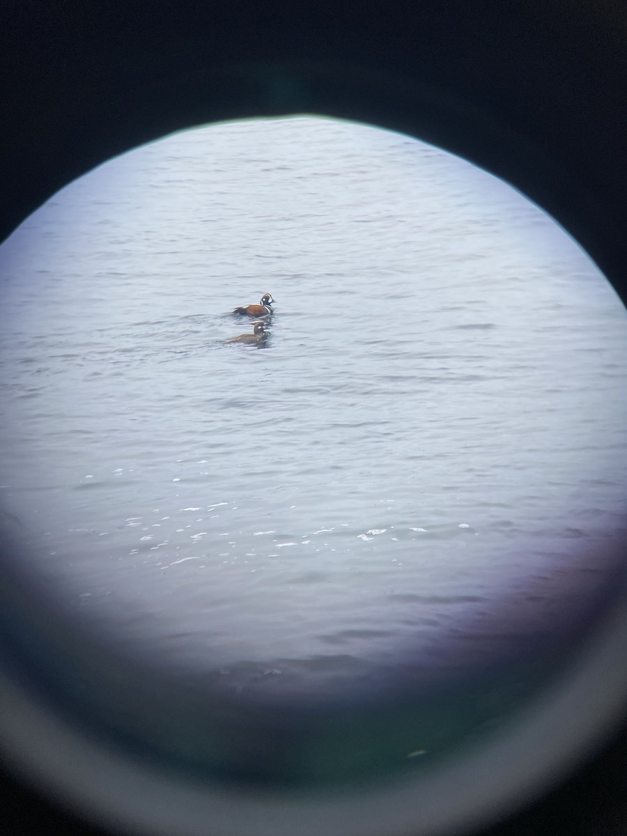 Harlequin Duck - Will Babb