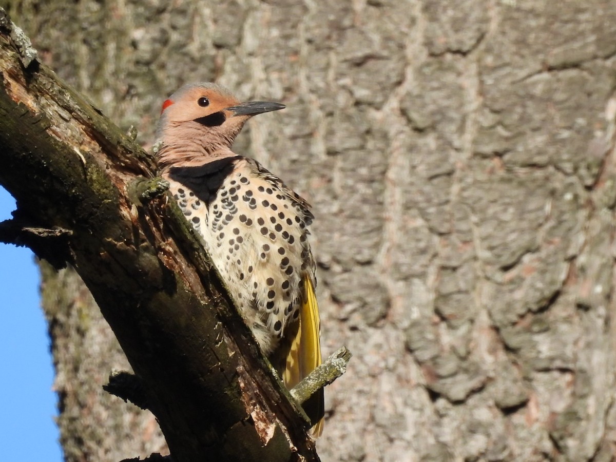 Northern Flicker - Annik Paquet