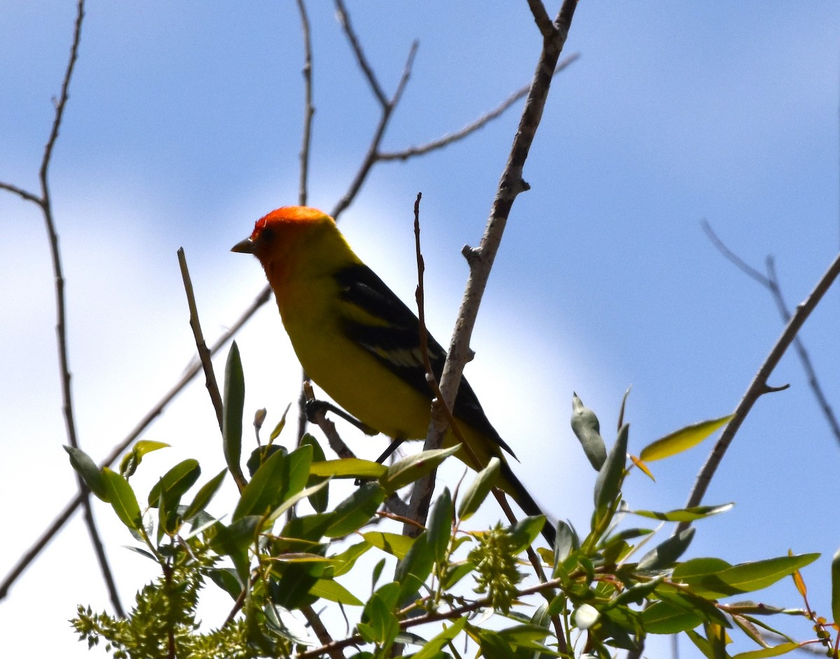Western Tanager - ML619574632