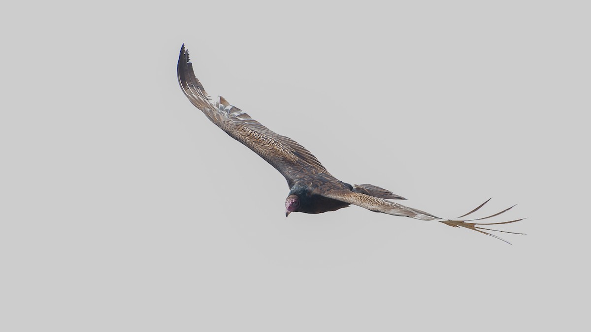 Turkey Vulture - Sally  Palmer