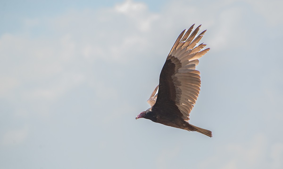 Turkey Vulture - ML619574634