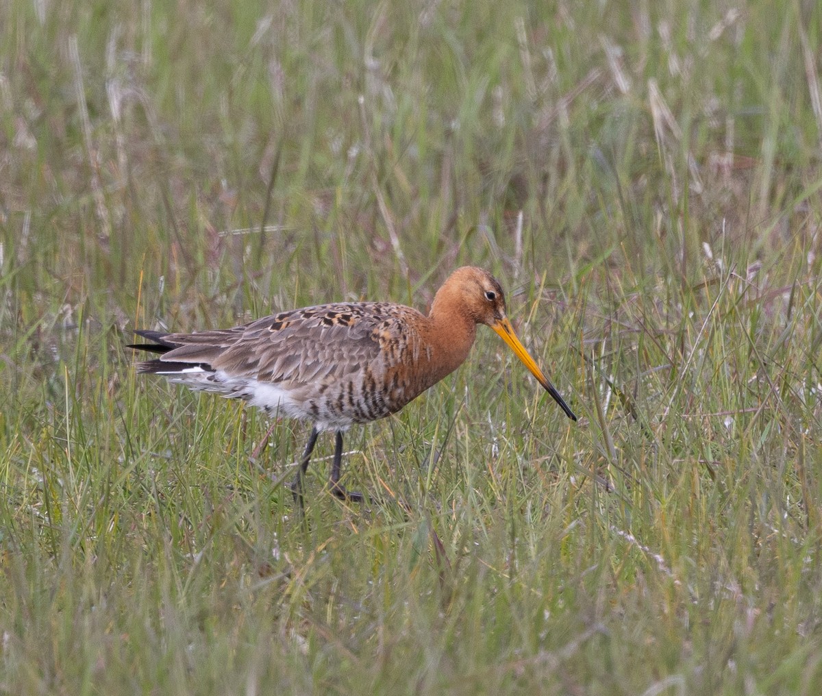 Black-tailed Godwit - Hans Bucht