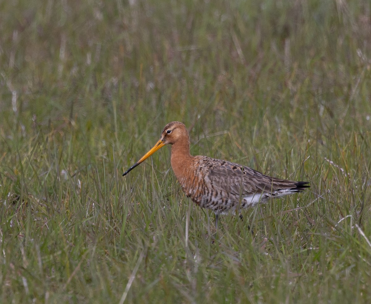 Black-tailed Godwit - Hans Bucht