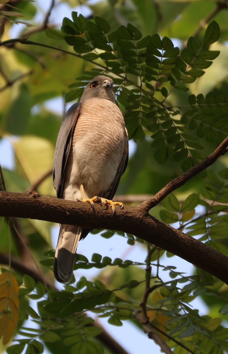 Shikra - Ayan Kanti Chakraborty