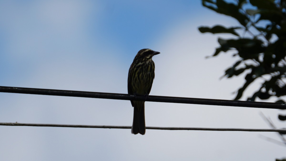 Streaked Flycatcher - Paul Gössinger