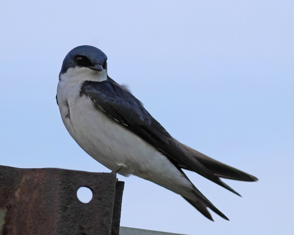 Tree Swallow - ML619574646