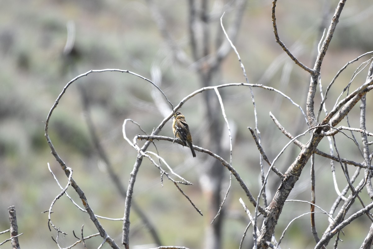 Black-headed Grosbeak - Alec Andrus